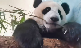 熊猫吃竹子视频,竹海中的美食探险记